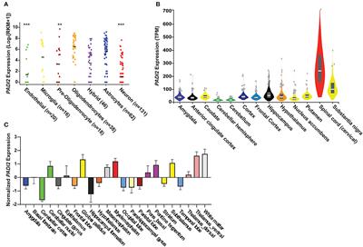 Peptidylarginine Deiminase 2 Autoantibodies Are Linked to Less Severe Disease in Multiple Sclerosis and Post-treatment Lyme Disease